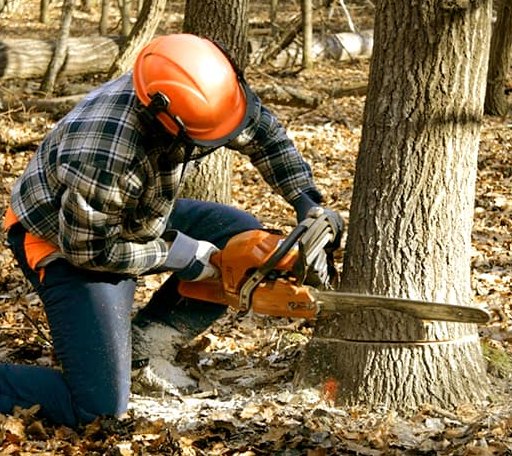Tree Removal in Erwin, SD